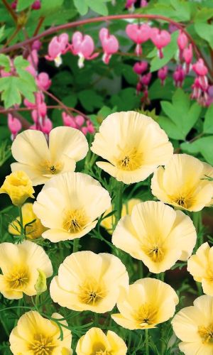 Эшшольция ЗАМОК СЛОНОВОЙ КОСТИ