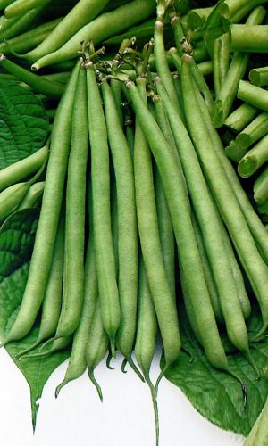 Фасоль ВЕСЕННЕЕ ЧУДО