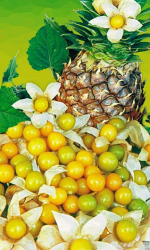 Физалис АНАНАСОВЫЙ