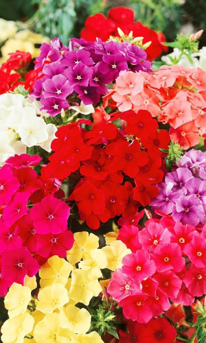 Флокс ИСКУССТВО ТЕНЕЙ