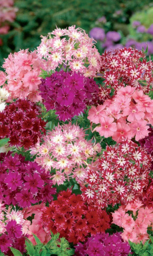 Флокс МЕРЦАЮЩАЯ ЗВЕЗДА