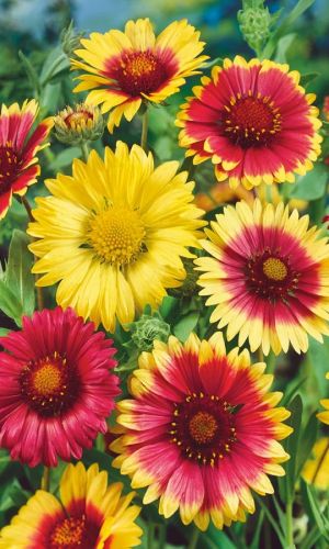 Гайлардия СМЕСЬ ОКРАСОК