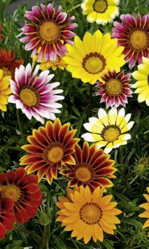 Газания СОЛНЕЧНЫЙ СВЕТ