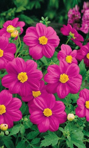 Георгина МИГНОН ПУРПУРНАЯ