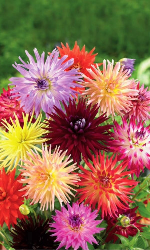 Георгина МОРСКИЕ ЁЖИКИ