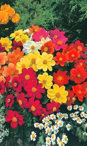 Георгина СЕМЬ КРАСАВИЦ