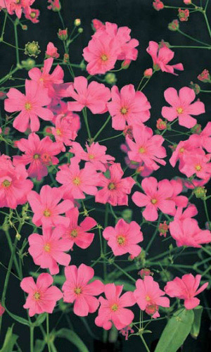 Гипсофила изящная РОЗОВОЕ ОБЛАКО