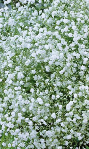 Гипсофила метельчатая СНЕЖНАЯ ВЬЮГА