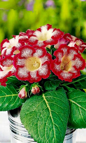 Глоксиния императрица КРАСНЫЙ ЛЕОПАРД