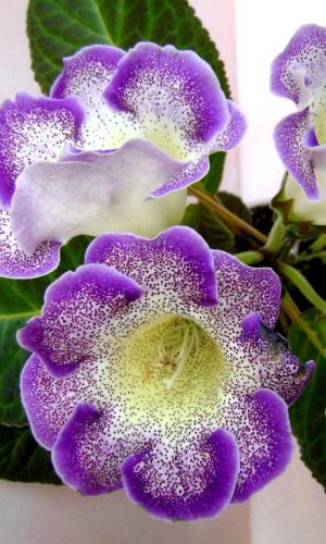 Глоксиния императрица ПУРПУРНЫЙ ЛЕОПАРД