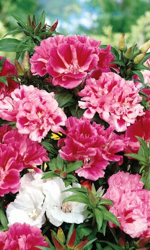 Годеция КОРОЛЕВСКИЙ РАЗМАХ