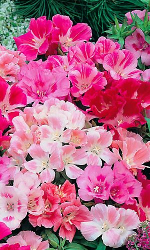 Годеция СТРЕКОЗА &mdash; Великолепная низкорослая смесь!