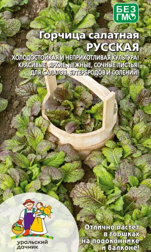 Горчица салатная РУССКАЯ &mdash; Холодостойкая и неприхотливая культура! Красивые, яркие, нежные, сочные листья! Для салатов, бутербродов и солений!