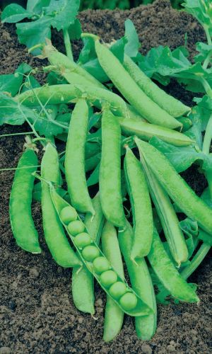 Горох САНЬКИНА ЛЮБОВЬ