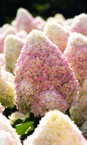 Гортензия САММЕР ЛАВ