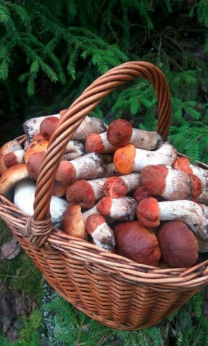 Грибы ПОДОСИНОВИК КРАСНЫЙ