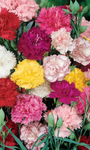 Гвоздика шабо МАХРОВЫЙ МИКС