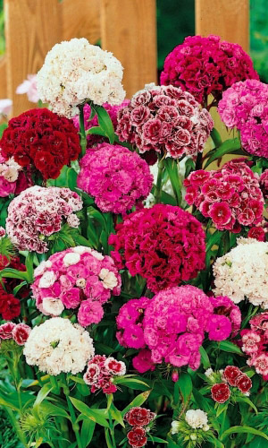 Гвоздика турецкая АНТАЛИЯ