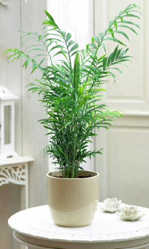 Хамедорея ИЗЯЩНАЯ