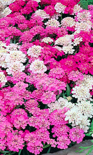 Иберис зонтичный ЯРКАЯ СМЕСЬ