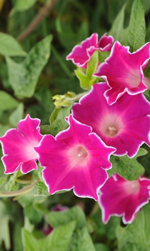 Ипомея ПИКОТИ КРАСНАЯ