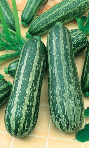 Кабачок ЗЕБРА &mdash; Цукини