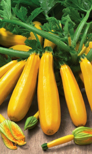 Кабачок ГОЛД РАШ F1