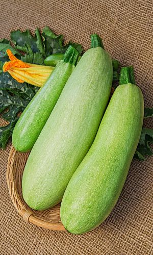 Кабачок ИСКАНДЕР F1