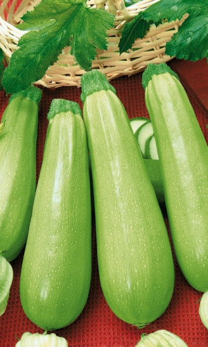 Кабачок ИСКАНДЕР F1