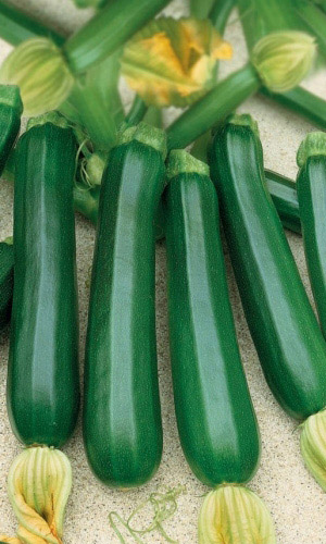 Кабачок КАЗЕРТА