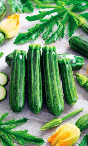 Кабачок СУДАРЬ &mdash; Популярный! Великолепный вкус! Интенсивное плодоношение!