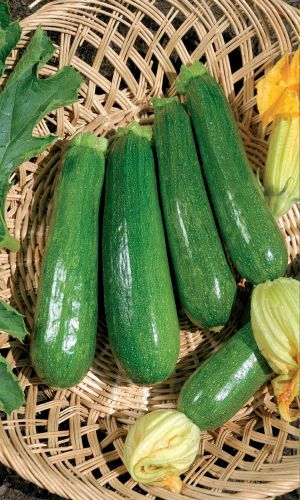 Кабачок УРАЛЬСКАЯ УСАДЬБА