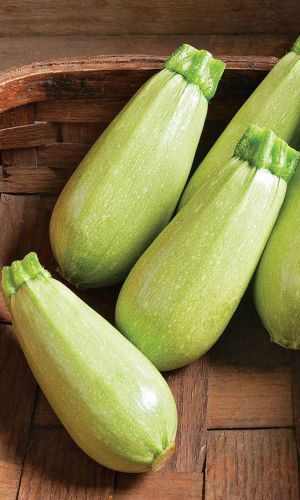 Кабачок ЗАЯЧЬЕ УШКО