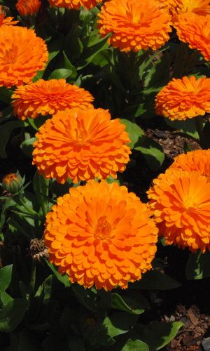 Календула ОРАНЖЕВАЯ ЛЕДИ