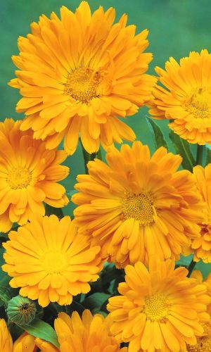 Календула ЗОЛОТАЯ ЛЕДИ