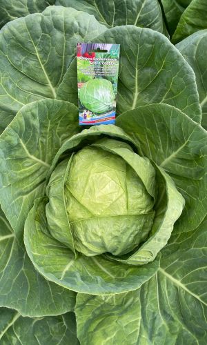 Капуста БРАТ С СЕВЕРА