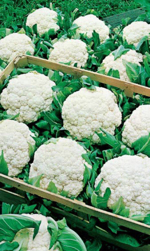 Капуста цветная МАРВЕЛ ЧЕТЫРЕ СЕЗОНА