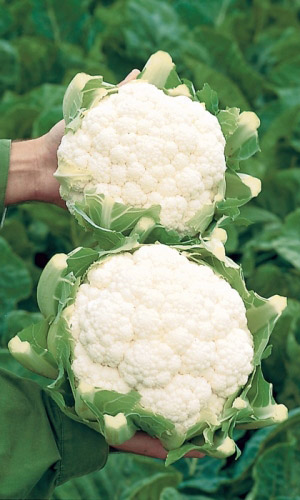 Капуста цветная ПОЛЯРНАЯ ЗВЕЗДА