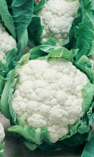 Капуста цветная СНОУБОЛЛ 123
