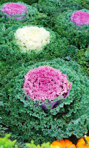 Капуста декоративная ДРУЖБА