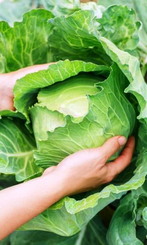 Капуста ДИТМАРШЕР ФРЮЕР