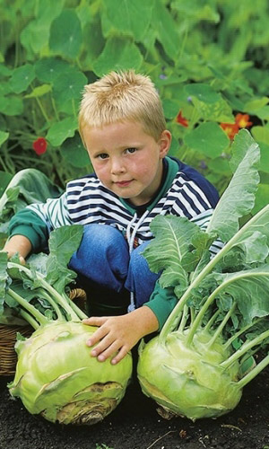 Капуста кольраби ГИГАНТ