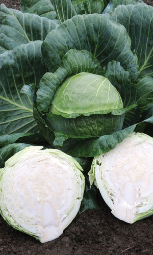 Капуста ЛЕЖЕБОКА