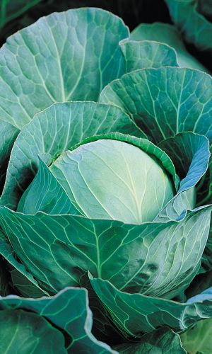 Капуста ЗИМНИЙ ДЕСЕРТ &mdash; Кочаны исключительно плотные, массой до 3 кг! Не склонна к растрескиванию кочана! Замечательно хранится всю зиму!