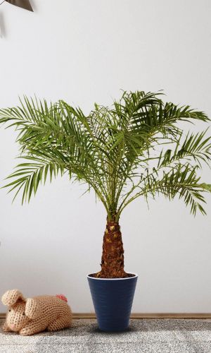 Карликовая пальма ФИНИК РОБЕЛЕНА