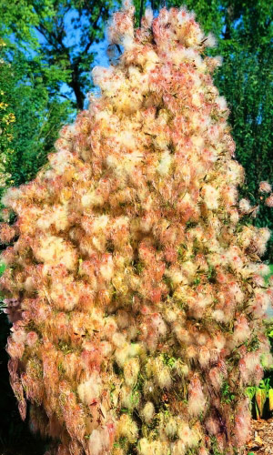 Клематис тангутский СНЕЖНЫЙ ЧЕЛОВЕК