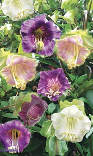 Кобея КОЛОКОЛЬНЫЙ ЗВОН