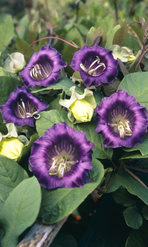 Кобея ЗАВЕСА ТАЙНЫ