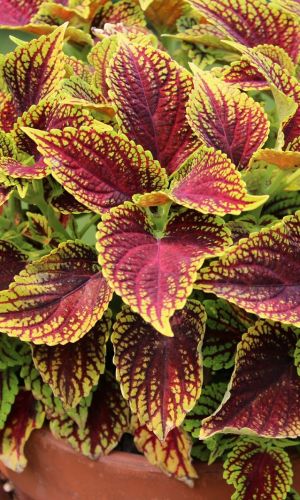 Колеус блюме ГИАНТ ЭКЗЕБИШЕН РУСТИК РЕД