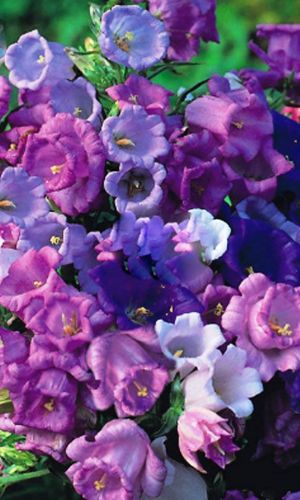 Колокольчик МАХРОВАЯ СМЕСЬ